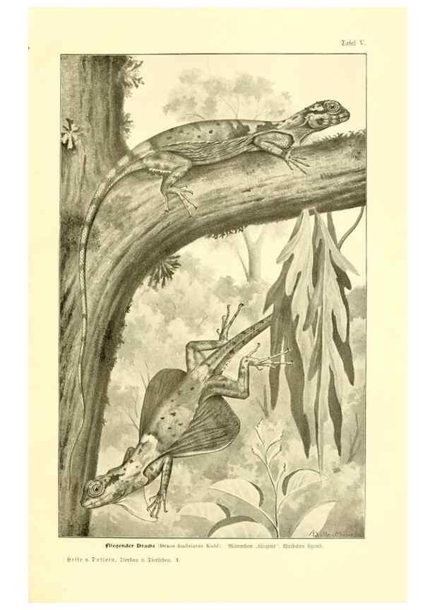Reproducción/Reproduction 9417977582: Tierbau und tierleben in ihrem zusammenhang betrachtet. Leipzig, und BerlinB. G. Teubner,1910-14.