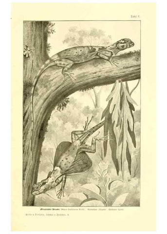Reproducción/Reproduction 9417977582: Tierbau und tierleben in ihrem zusammenhang betrachtet. Leipzig, und BerlinB. G. Teubner,1910-14.