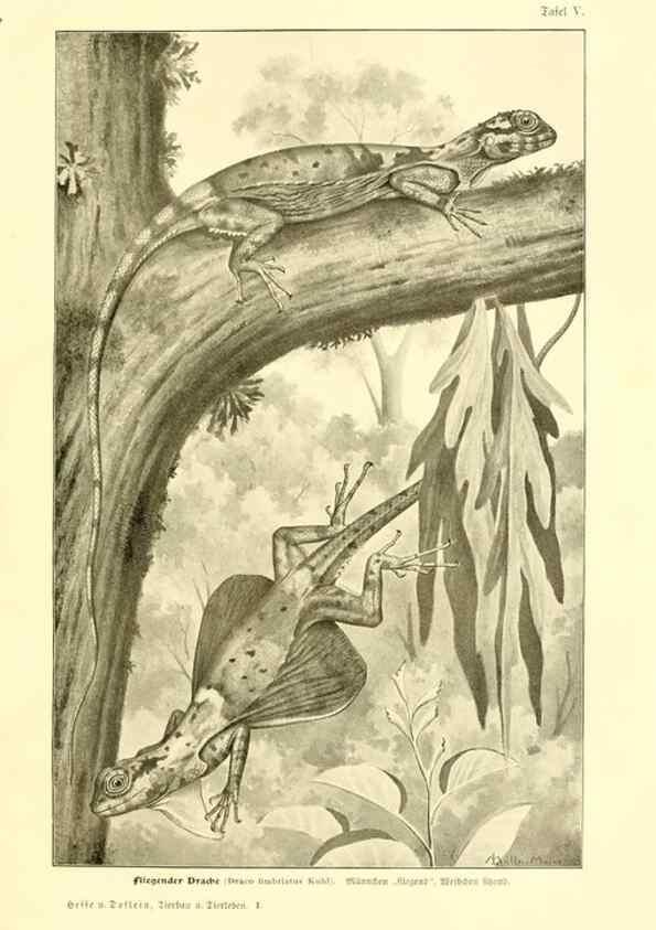 Reproducción/Reproduction 9417977582: Tierbau und tierleben in ihrem zusammenhang betrachtet. Leipzig, und BerlinB. G. Teubner,1910-14.