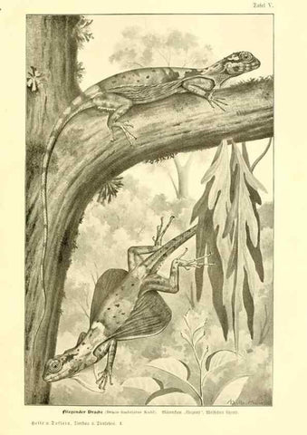 Reproducción/Reproduction 9417977582: Tierbau und tierleben in ihrem zusammenhang betrachtet. Leipzig, und BerlinB. G. Teubner,1910-14.