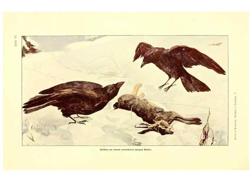 Reproducción/Reproduction 9417978360: Tierbau und tierleben in ihrem zusammenhang betrachtet. Leipzig, und BerlinB. G. Teubner,1910-14.