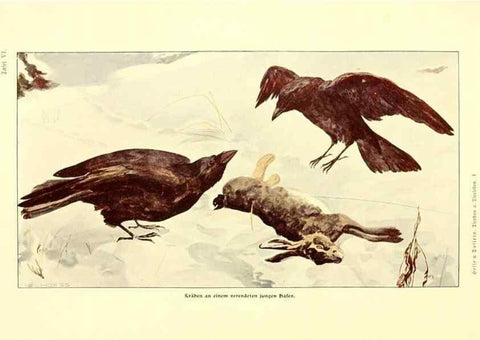 Reproducción/Reproduction 9417978360: Tierbau und tierleben in ihrem zusammenhang betrachtet. Leipzig, und BerlinB. G. Teubner,1910-14.