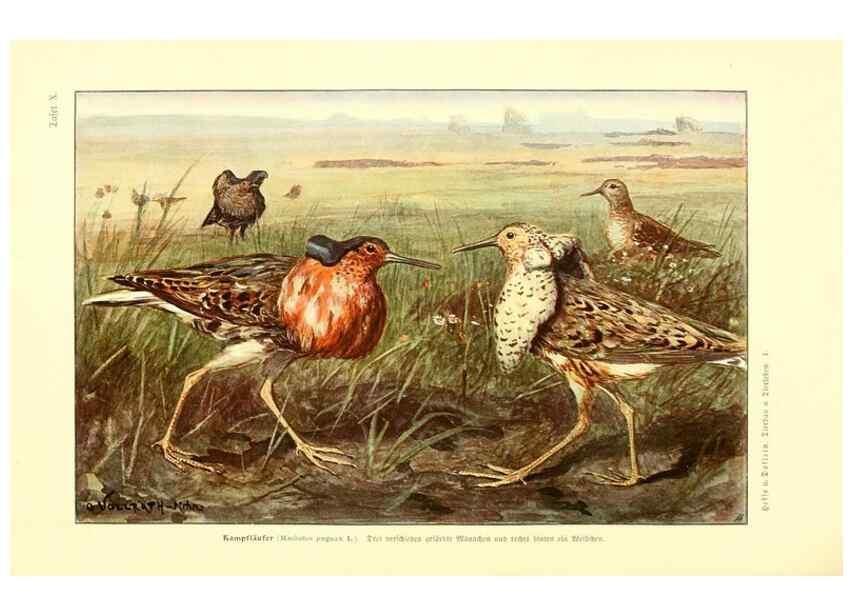 Reproducción/Reproduction 9417979438: Tierbau und tierleben in ihrem zusammenhang betrachtet. Leipzig, und BerlinB. G. Teubner,1910-14.
