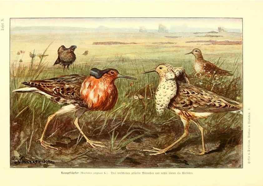 Reproducción/Reproduction 9417979438: Tierbau und tierleben in ihrem zusammenhang betrachtet. Leipzig, und BerlinB. G. Teubner,1910-14.