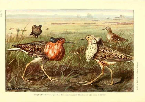Reproducción/Reproduction 9417979438: Tierbau und tierleben in ihrem zusammenhang betrachtet. Leipzig, und BerlinB. G. Teubner,1910-14.