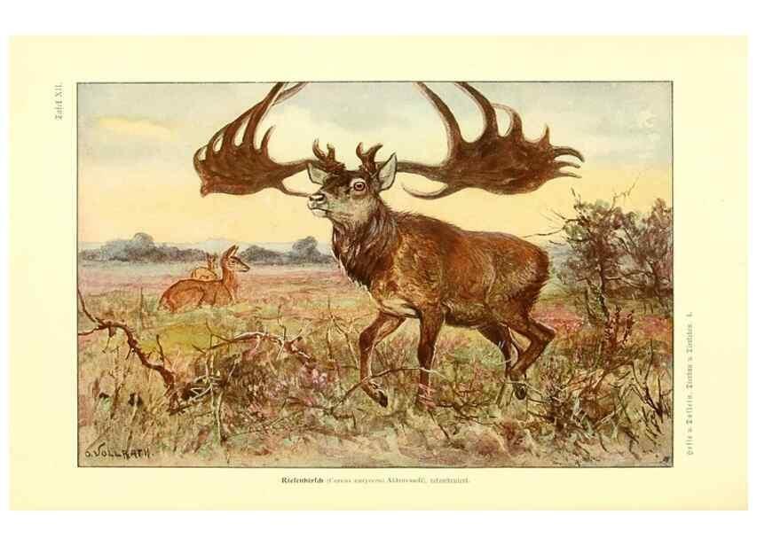 Reproducción/Reproduction 9415214573: Tierbau und tierleben in ihrem zusammenhang betrachtet. Leipzig, und BerlinB. G. Teubner,1910-14.