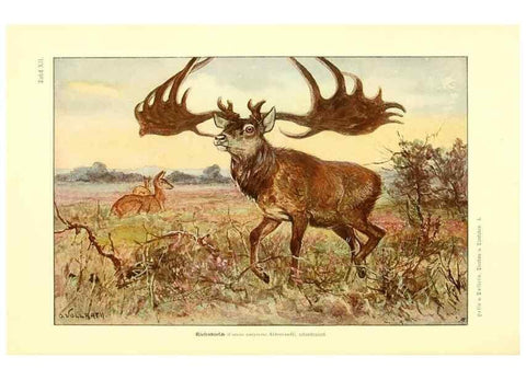 Reproducción/Reproduction 9415214573: Tierbau und tierleben in ihrem zusammenhang betrachtet. Leipzig, und BerlinB. G. Teubner,1910-14.