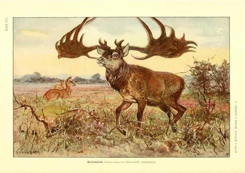 Reproducción/Reproduction 9415214573: Tierbau und tierleben in ihrem zusammenhang betrachtet. Leipzig, und BerlinB. G. Teubner,1910-14.