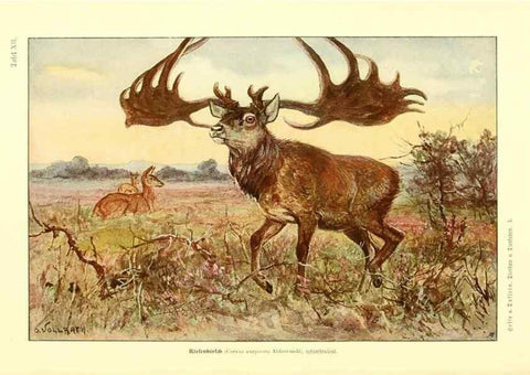 Reproducción/Reproduction 9415214573: Tierbau und tierleben in ihrem zusammenhang betrachtet. Leipzig, und BerlinB. G. Teubner,1910-14.