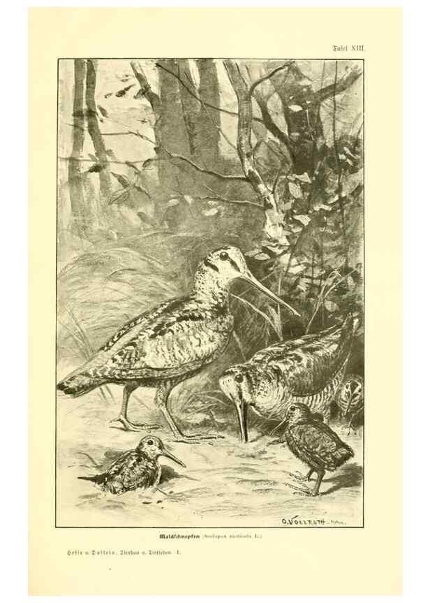 Reproducción/Reproduction 9417981936: Tierbau und tierleben in ihrem zusammenhang betrachtet. Leipzig, und BerlinB. G. Teubner,1910-14.