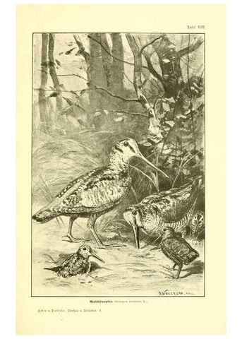 Reproducción/Reproduction 9417981936: Tierbau und tierleben in ihrem zusammenhang betrachtet. Leipzig, und BerlinB. G. Teubner,1910-14.