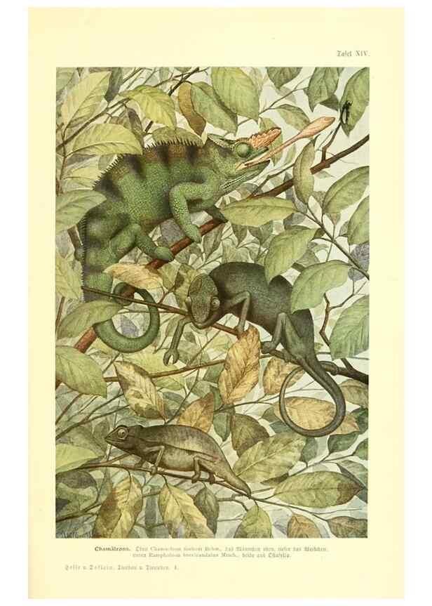 Reproducción/Reproduction 9417983362: Tierbau und tierleben in ihrem zusammenhang betrachtet. Leipzig, und BerlinB. G. Teubner,1910-14.