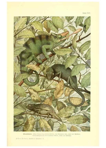 Reproducción/Reproduction 9417983362: Tierbau und tierleben in ihrem zusammenhang betrachtet. Leipzig, und BerlinB. G. Teubner,1910-14.