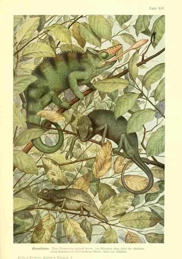 Reproducción/Reproduction 9417983362: Tierbau und tierleben in ihrem zusammenhang betrachtet. Leipzig, und BerlinB. G. Teubner,1910-14.
