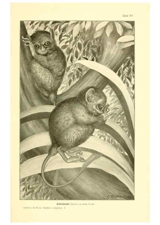 Reproducción/Reproduction 9417984442: Tierbau und tierleben in ihrem zusammenhang betrachtet. Leipzig, und BerlinB. G. Teubner,1910-14.