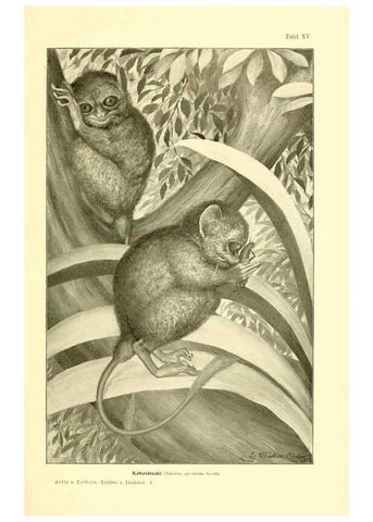 Reproducción/Reproduction 9417984442: Tierbau und tierleben in ihrem zusammenhang betrachtet. Leipzig, und BerlinB. G. Teubner,1910-14.
