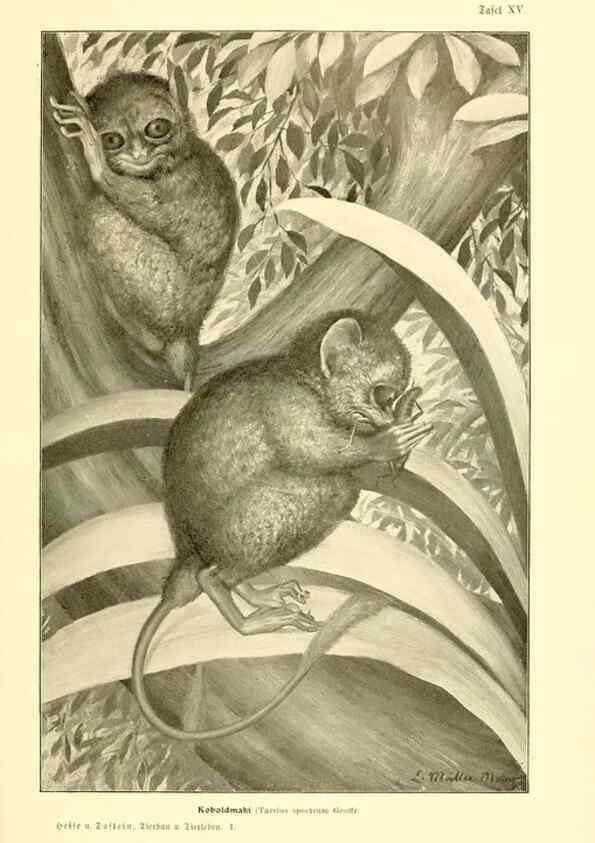 Reproducción/Reproduction 9417984442: Tierbau und tierleben in ihrem zusammenhang betrachtet. Leipzig, und BerlinB. G. Teubner,1910-14.