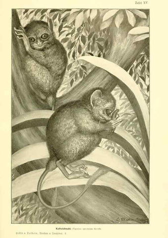 Reproducción/Reproduction 9417984442: Tierbau und tierleben in ihrem zusammenhang betrachtet. Leipzig, und BerlinB. G. Teubner,1910-14.