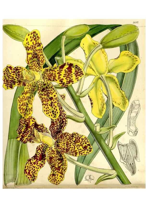 Reproducción/Reproduction 9441800033: Curtis's botanical magazine.. London ;New York [etc.] :Academic Press [etc.]