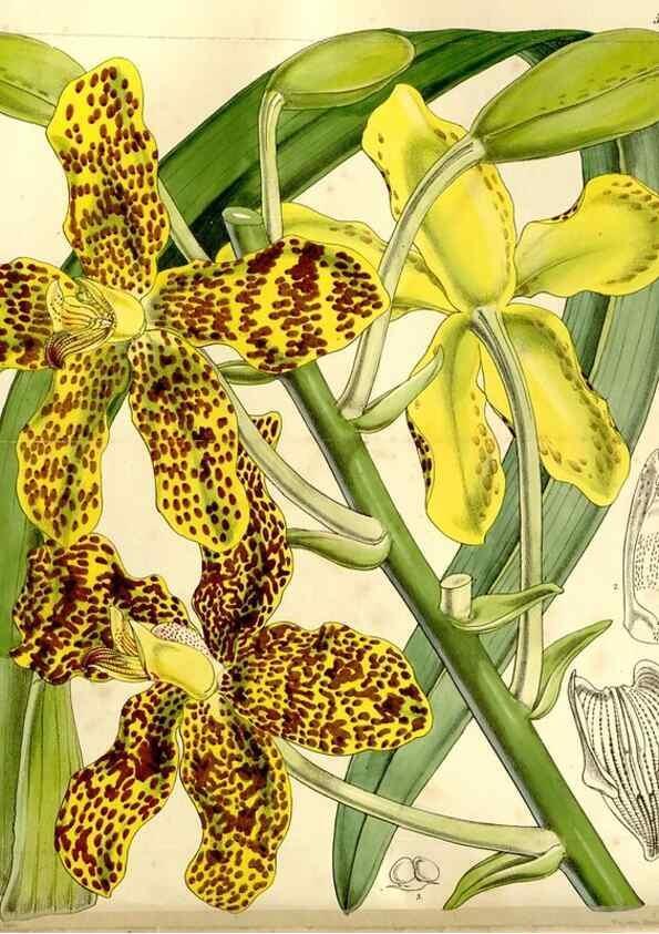 Reproducción/Reproduction 9441800033: Curtis's botanical magazine.. London ;New York [etc.] :Academic Press [etc.]