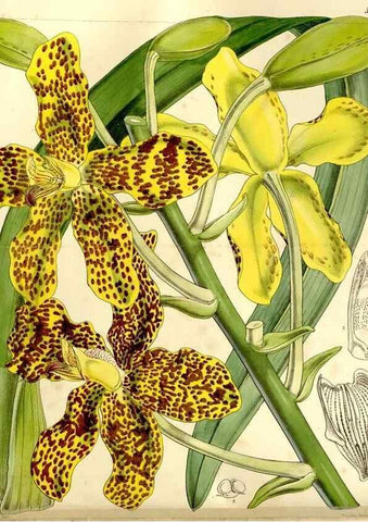 Reproducción/Reproduction 9441800033: Curtis's botanical magazine.. London ;New York [etc.] :Academic Press [etc.]