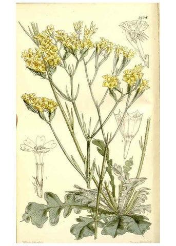 Reproducción/Reproduction 9441802661: Curtis's botanical magazine.. London ;New York [etc.] :Academic Press [etc.]