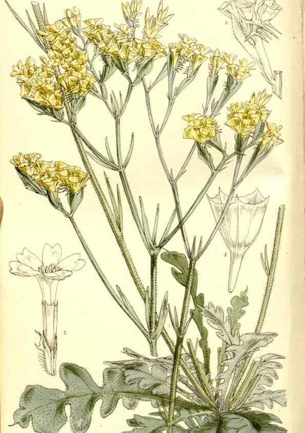Reproducción/Reproduction 9441802661: Curtis's botanical magazine.. London ;New York [etc.] :Academic Press [etc.]