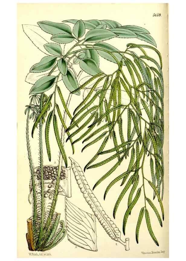 Reproducción/Reproduction 9444595526: Curtis's botanical magazine.. London ;New York [etc.] :Academic Press [etc.]