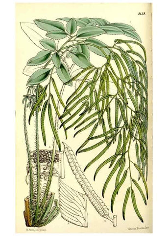 Reproducción/Reproduction 9444595526: Curtis's botanical magazine.. London ;New York [etc.] :Academic Press [etc.]