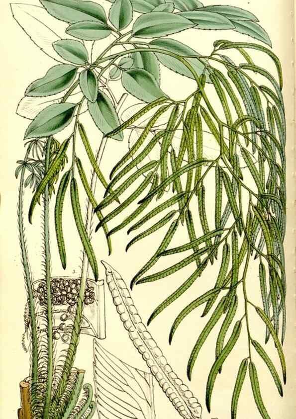 Reproducción/Reproduction 9444595526: Curtis's botanical magazine.. London ;New York [etc.] :Academic Press [etc.]