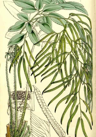 Reproducción/Reproduction 9444595526: Curtis's botanical magazine.. London ;New York [etc.] :Academic Press [etc.]