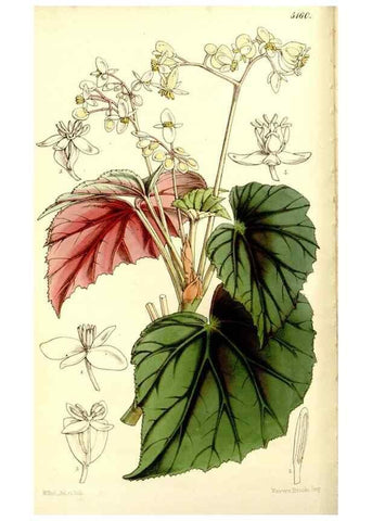 Reproducción/Reproduction 9444601172: Curtis's botanical magazine.. London ;New York [etc.] :Academic Press [etc.]