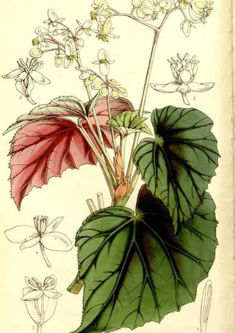 Reproducción/Reproduction 9444601172: Curtis's botanical magazine.. London ;New York [etc.] :Academic Press [etc.]