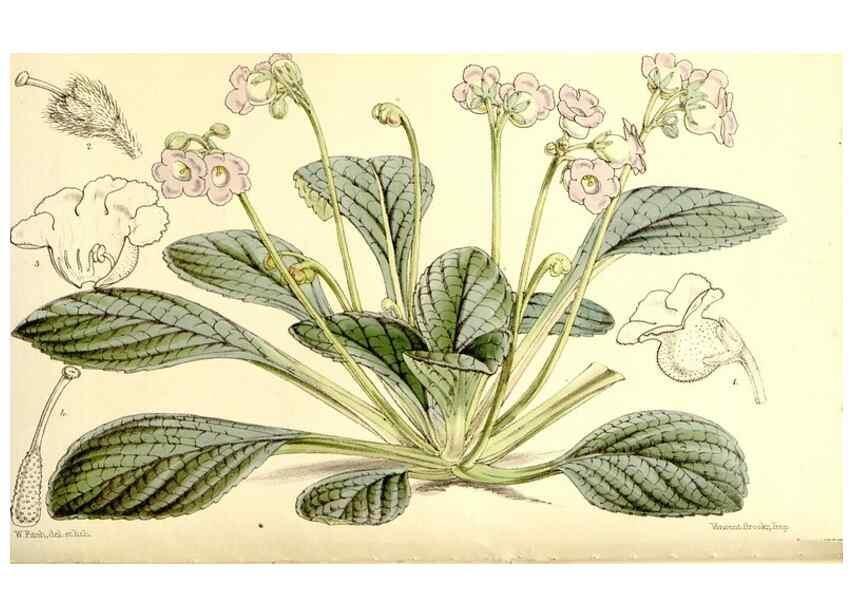 Reproducción/Reproduction 9444603214: Curtis's botanical magazine.. London ;New York [etc.] :Academic Press [etc.]