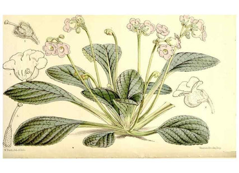 Reproducción/Reproduction 9444603214: Curtis's botanical magazine.. London ;New York [etc.] :Academic Press [etc.]