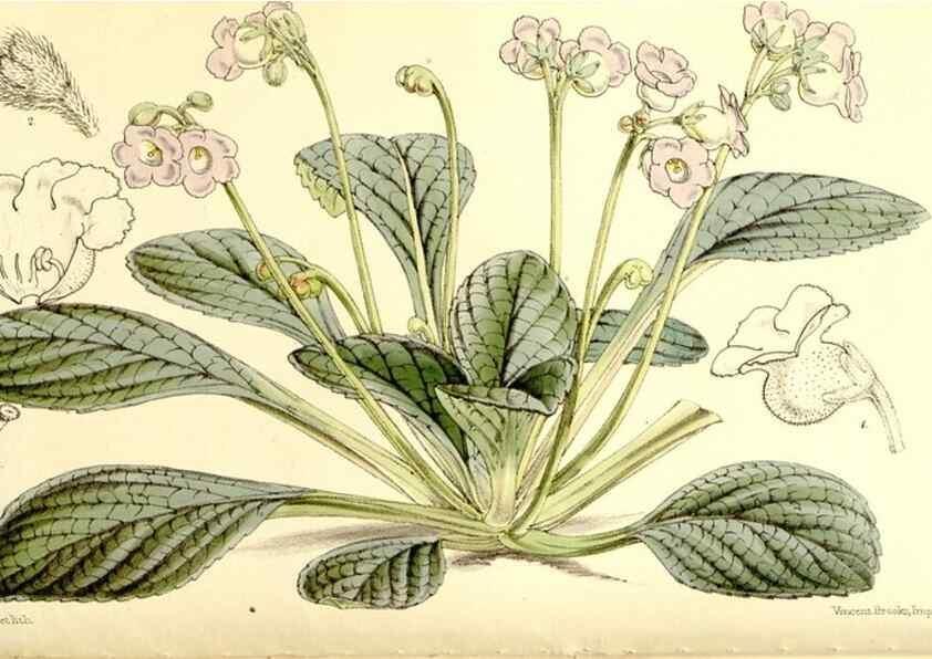 Reproducción/Reproduction 9444603214: Curtis's botanical magazine.. London ;New York [etc.] :Academic Press [etc.]