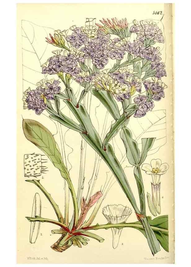 Reproducción/Reproduction 9444606122: Curtis's botanical magazine.. London ;New York [etc.] :Academic Press [etc.]