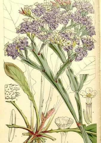 Reproducción/Reproduction 9444606122: Curtis's botanical magazine.. London ;New York [etc.] :Academic Press [etc.]
