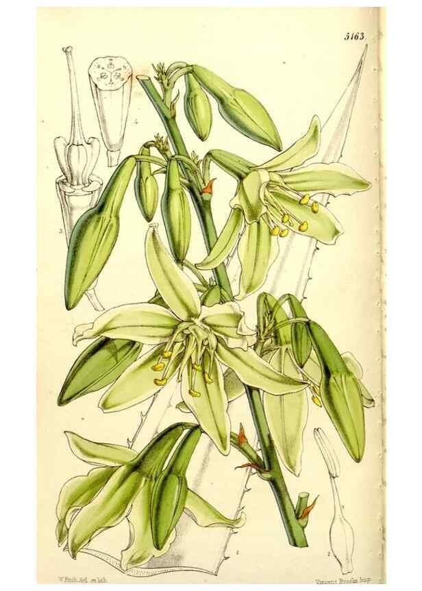 Reproducción/Reproduction 9444608400: Curtis's botanical magazine.. London ;New York [etc.] :Academic Press [etc.]