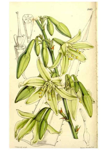 Reproducción/Reproduction 9444608400: Curtis's botanical magazine.. London ;New York [etc.] :Academic Press [etc.]