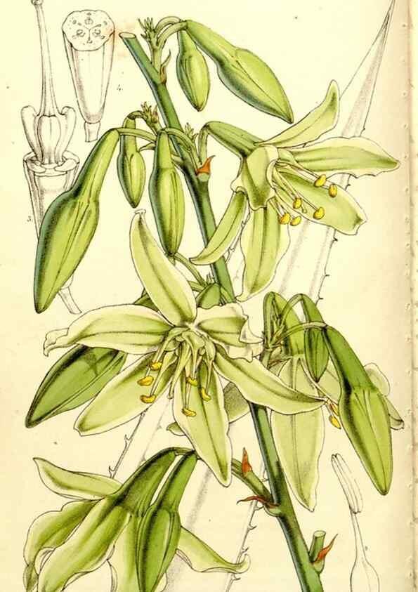 Reproducción/Reproduction 9444608400: Curtis's botanical magazine.. London ;New York [etc.] :Academic Press [etc.]
