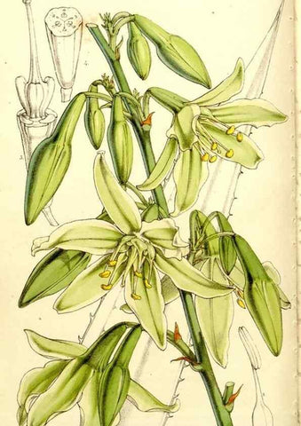 Reproducción/Reproduction 9444608400: Curtis's botanical magazine.. London ;New York [etc.] :Academic Press [etc.]