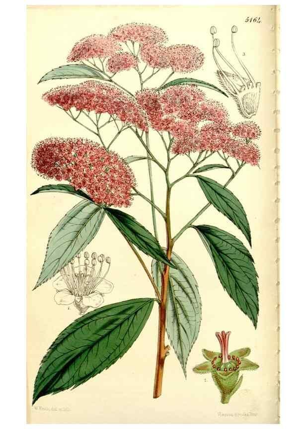 Reproducción/Reproduction 9444610994: Curtis's botanical magazine.. London ;New York [etc.] :Academic Press [etc.]