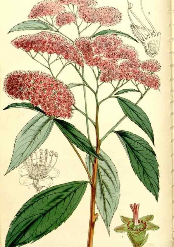 Reproducción/Reproduction 9444610994: Curtis's botanical magazine.. London ;New York [etc.] :Academic Press [etc.]