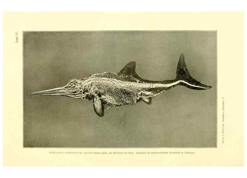 Reproducción/Reproduction 9415210233: Tierbau und tierleben in ihrem zusammenhang betrachtet. Leipzig, und BerlinB. G. Teubner,1910-14.