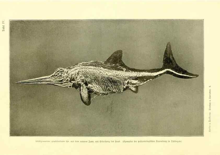 Reproducción/Reproduction 9415210233: Tierbau und tierleben in ihrem zusammenhang betrachtet. Leipzig, und BerlinB. G. Teubner,1910-14.