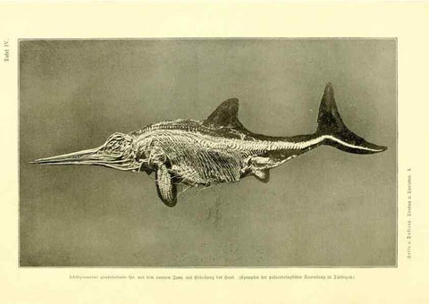 Reproducción/Reproduction 9415210233: Tierbau und tierleben in ihrem zusammenhang betrachtet. Leipzig, und BerlinB. G. Teubner,1910-14.
