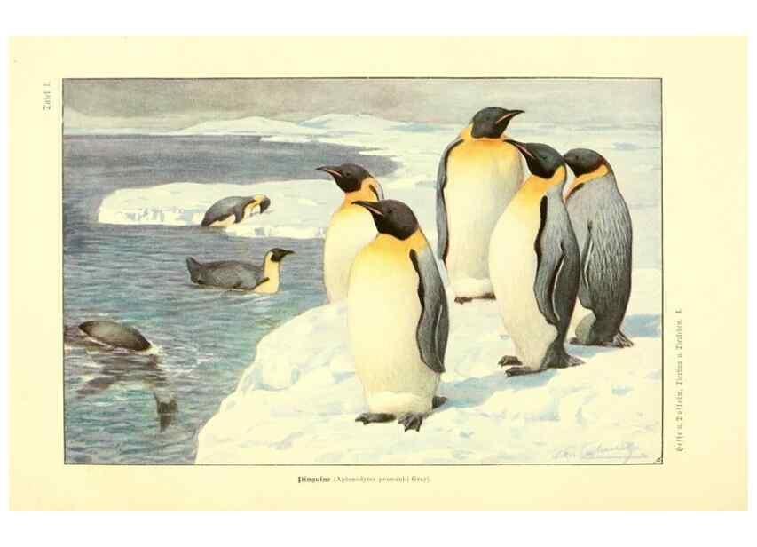Reproducción/Reproduction 9417974384: Tierbau und tierleben in ihrem zusammenhang betrachtet. Leipzig, und BerlinB. G. Teubner,1910-14.