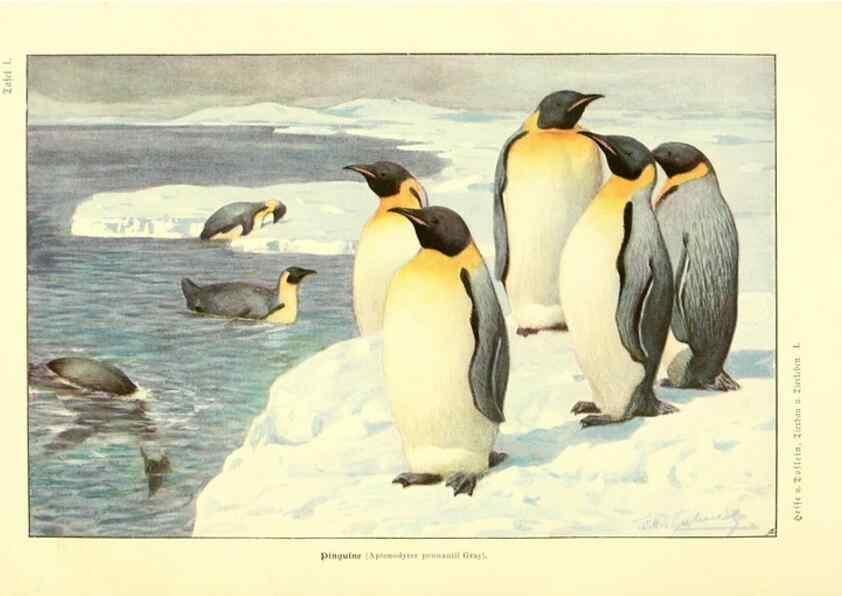Reproducción/Reproduction 9417974384: Tierbau und tierleben in ihrem zusammenhang betrachtet. Leipzig, und BerlinB. G. Teubner,1910-14.