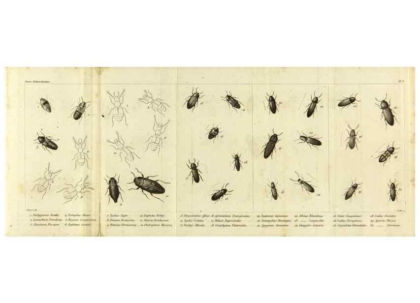 Reproducción/Reproduction 9408706214: Faune entomologique des environs de Paris :. Paris :Méquignon-Marvis,1835.